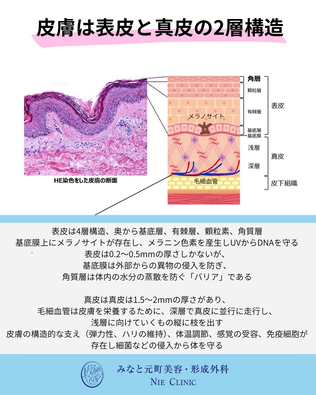 肌老化のメカニズム
