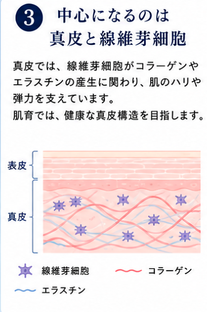 肌育で中心になる真皮と線維芽細胞の説明図