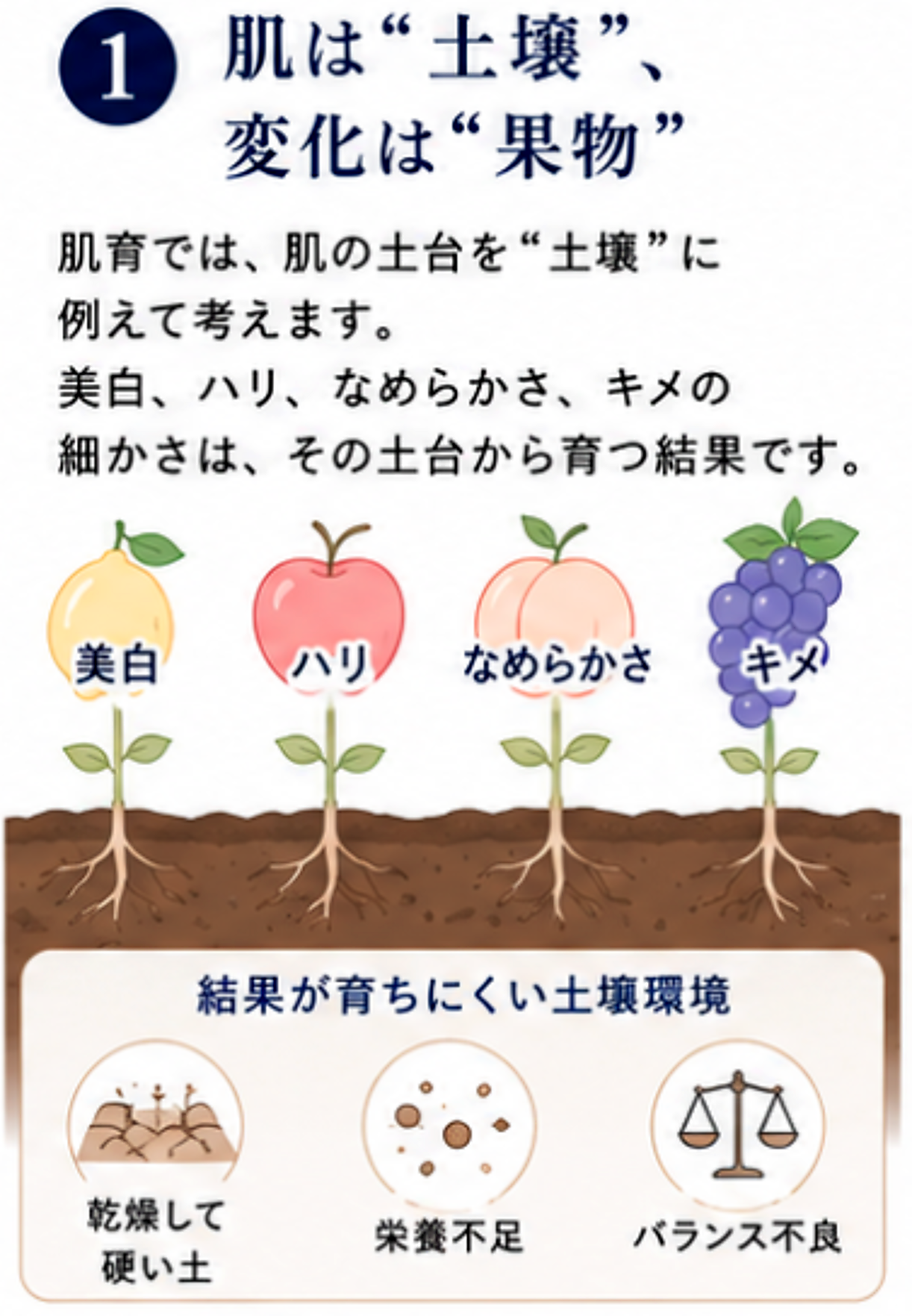 肌育では肌を土壌、変化を果物にたとえる説明図
