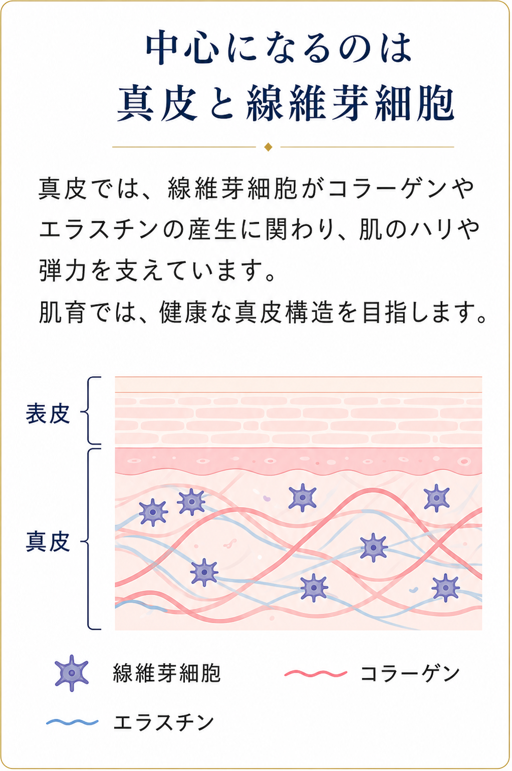 肌育で整える真皮と線維芽細胞、コラーゲンとエラスチンの説明図