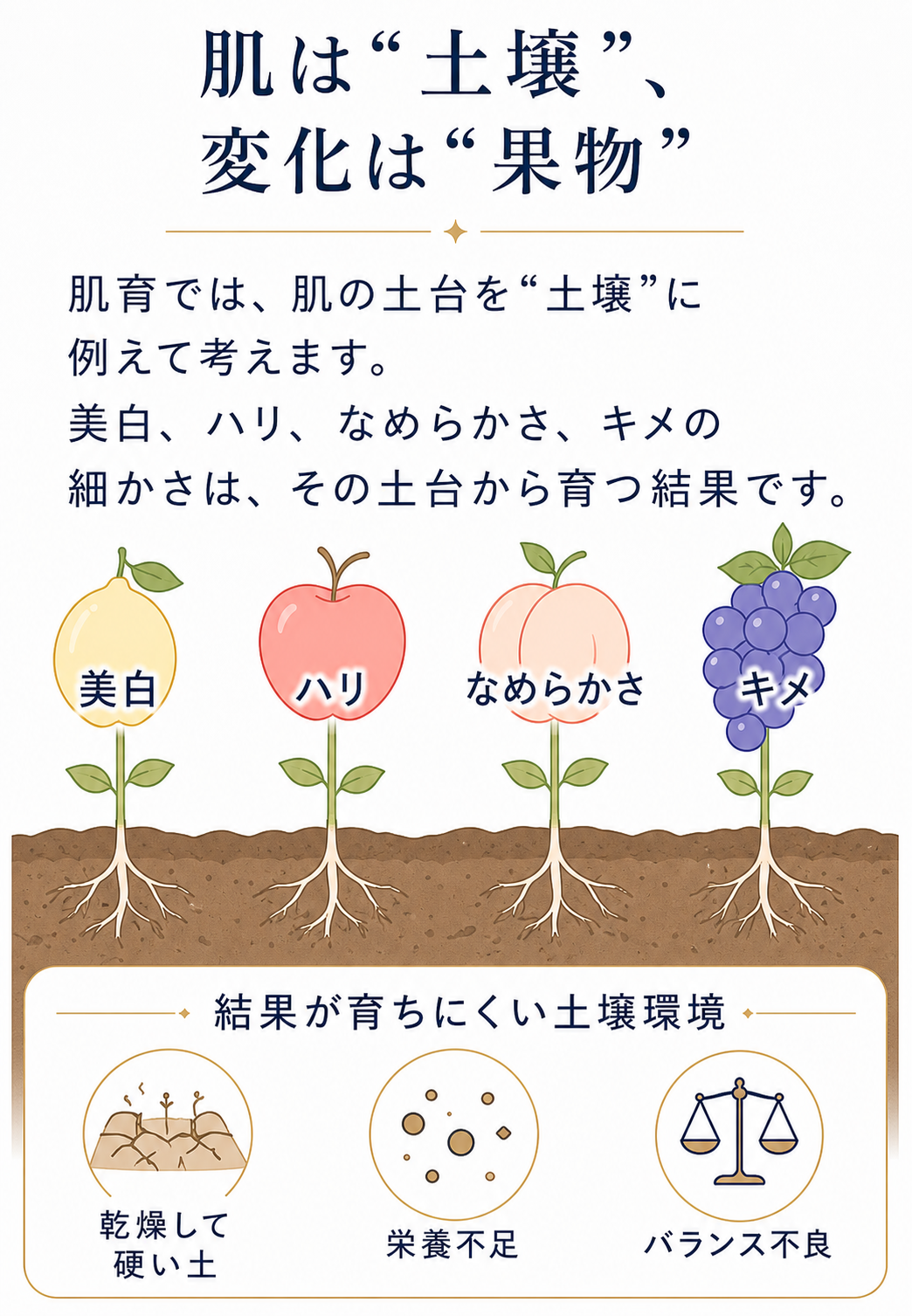 肌育では肌を土壌、ハリやなめらかさなどの変化を果物にたとえる説明図