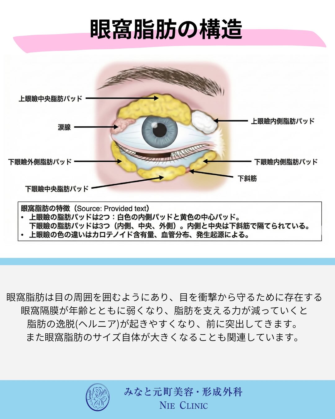 上眼瞼2区画と下眼瞼3区画の眼窩脂肪および下斜筋を示す図