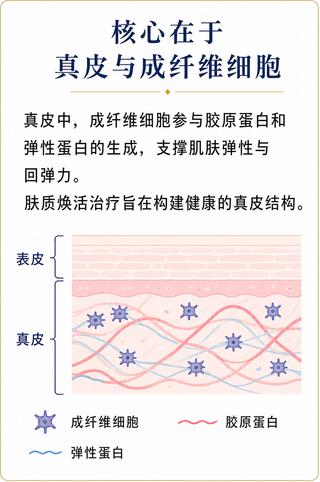 肤质焕活治疗所调理的真皮、成纤维细胞、胶原蛋白与弹性蛋白说明图