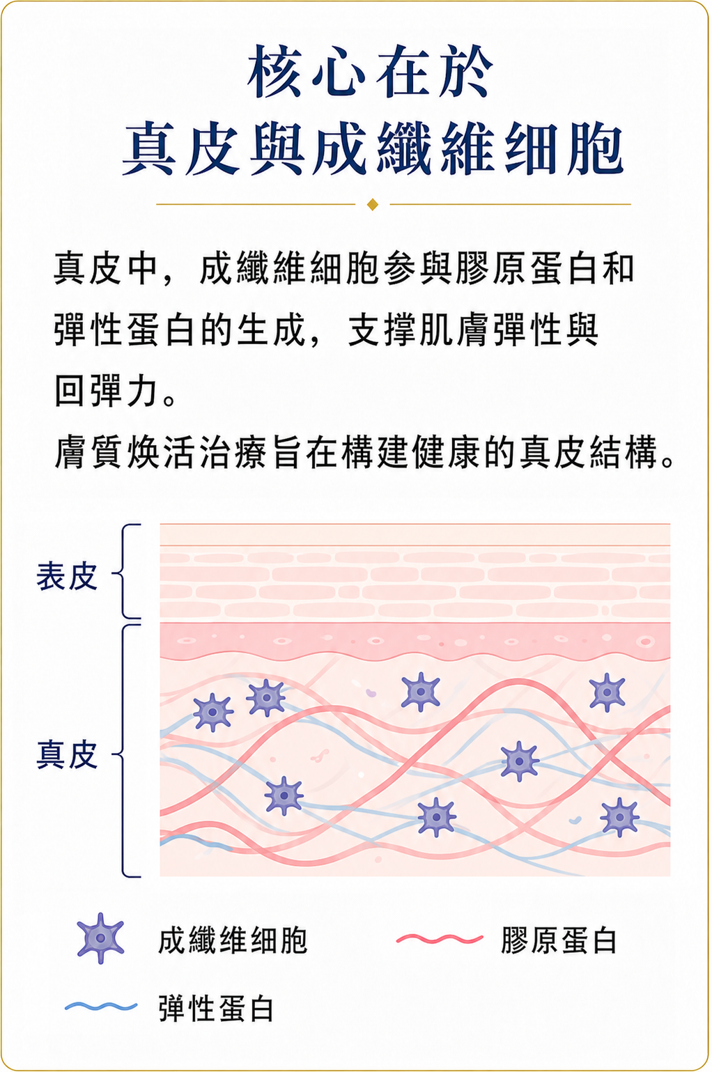 膚質煥活治療所調理的真皮、成纖維細胞、膠原蛋白與彈性蛋白說明圖